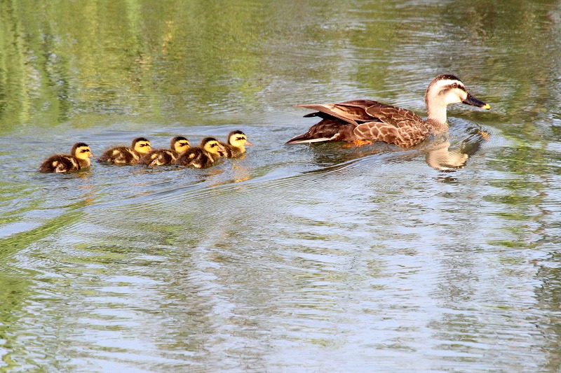 �������@���Ӂ@���ԏ�