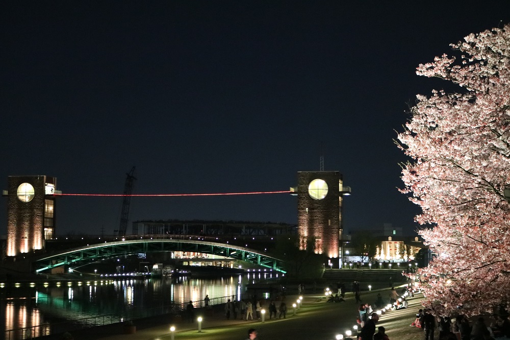 環水公園 サクラ